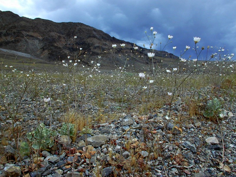 Parachute Plant photo 2
