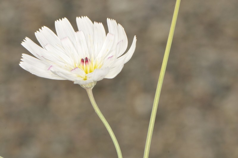 Parachute Plant photo 4