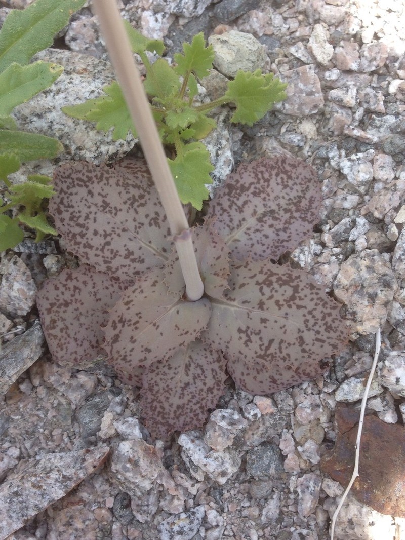 Parachute Plant photo 7