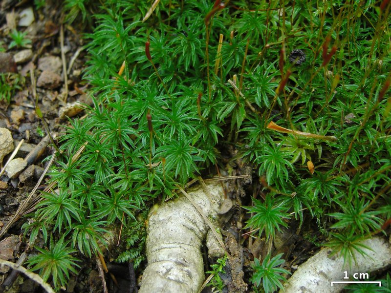 Atrichum Moss