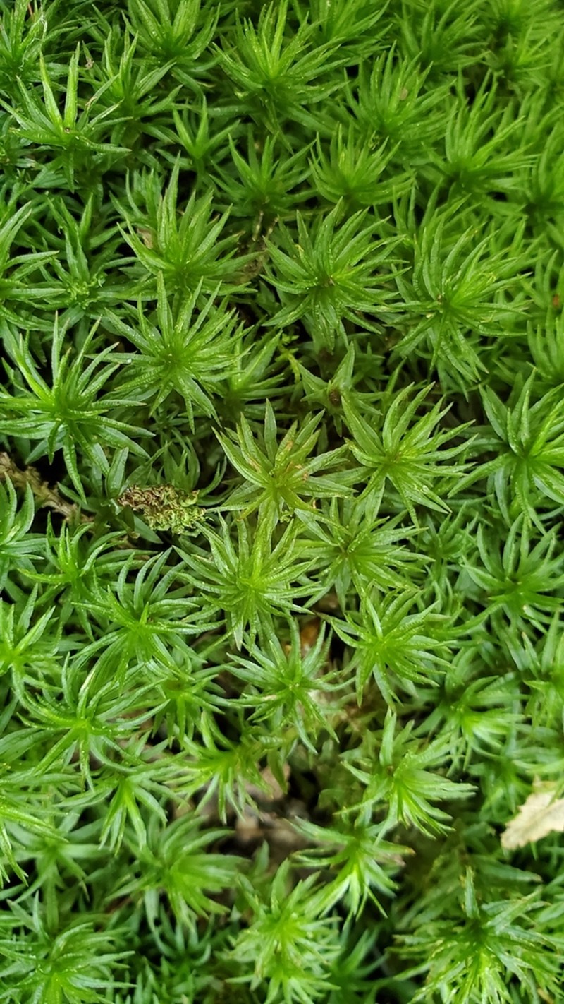 Atrichum Moss