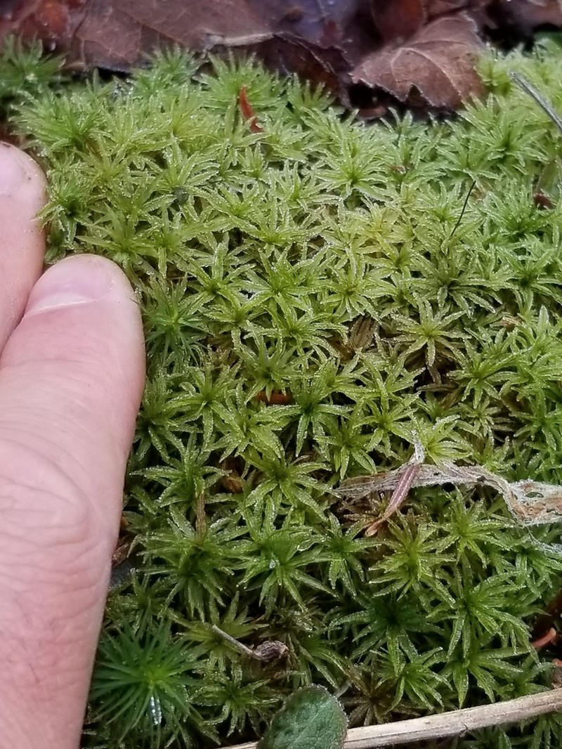Atrichum Moss photo 2