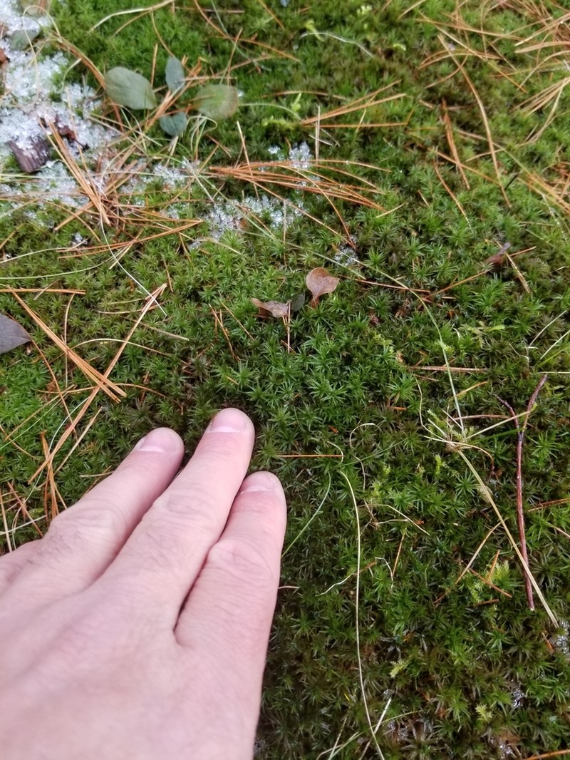 Atrichum Moss photo 3