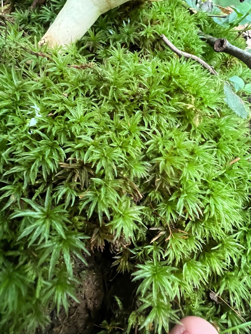 Atrichum Moss photo 4