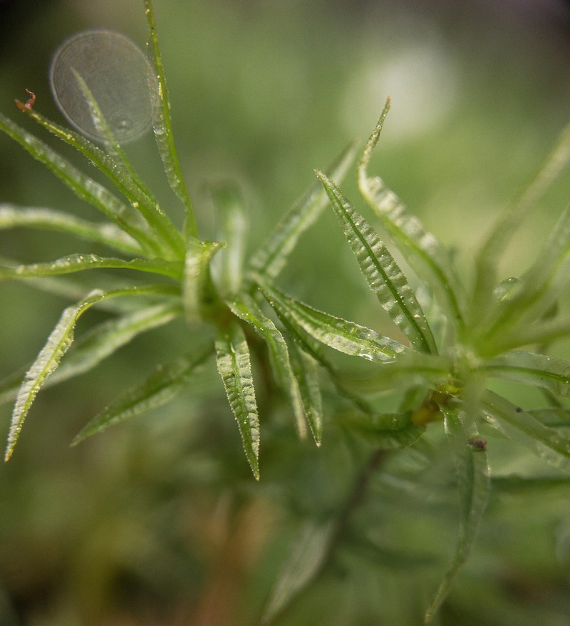 Atrichum Moss photo 5