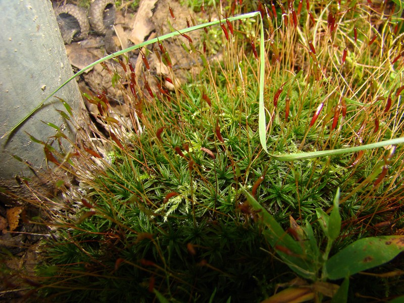 Atrichum Moss photo 6