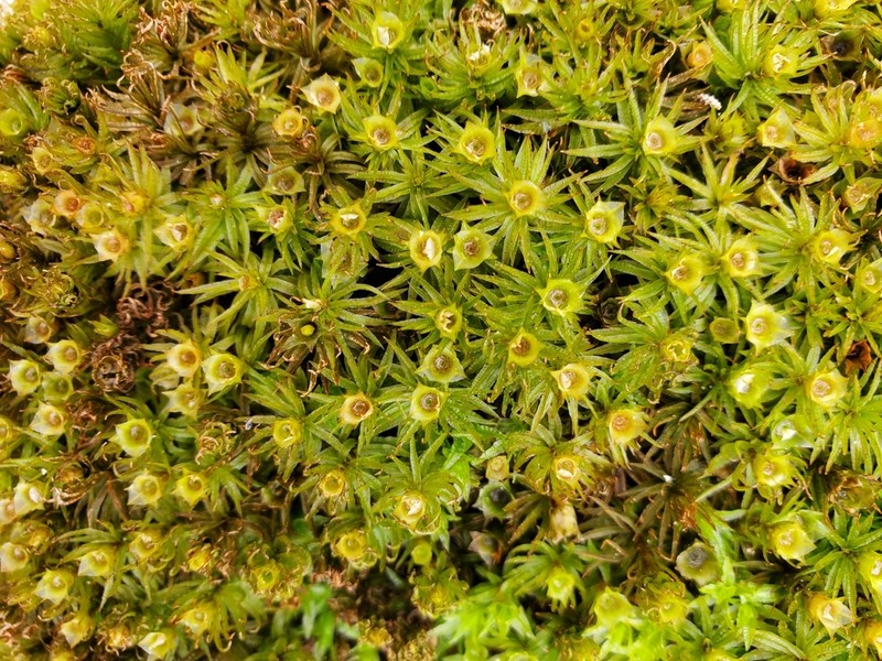 Atrichum Moss photo 7