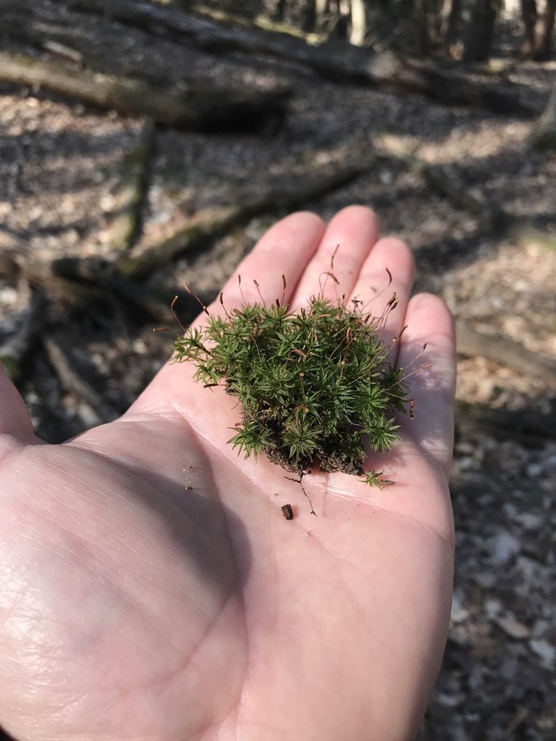 Atrichum Moss photo 8