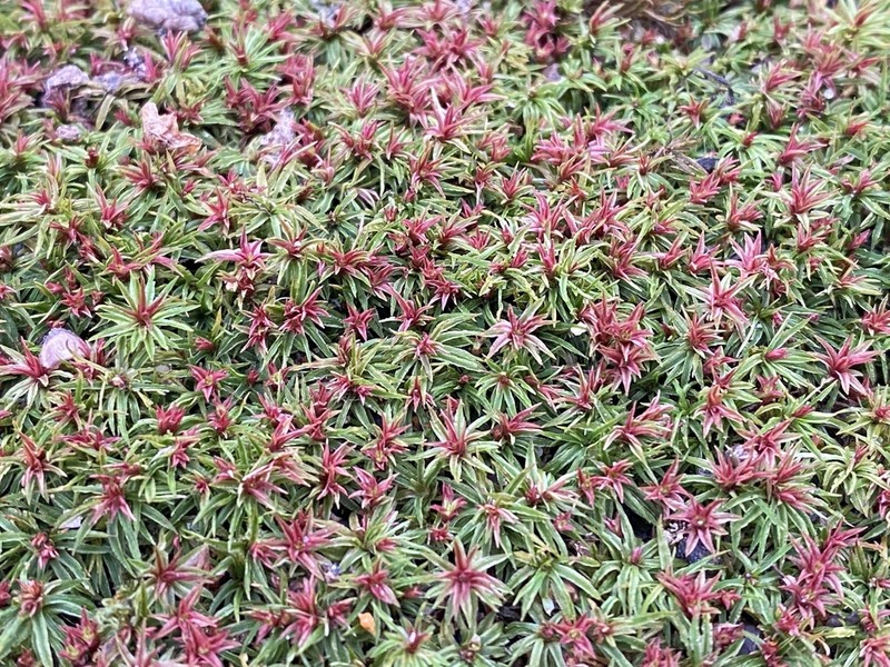 Atrichum Moss photo 2