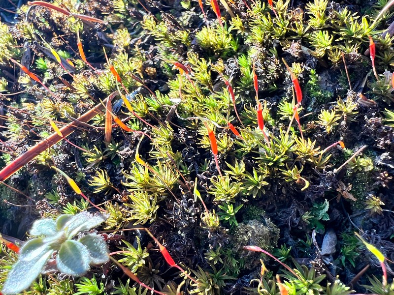 Atrichum Moss photo 4