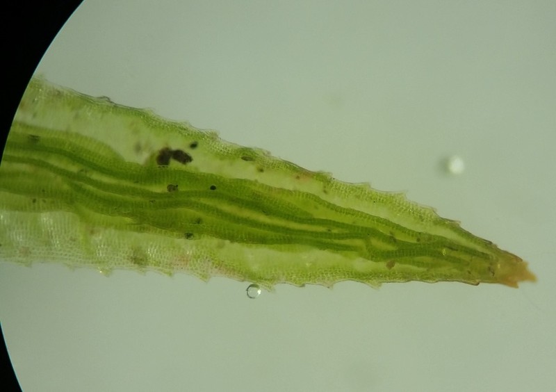 Atrichum Moss photo 5