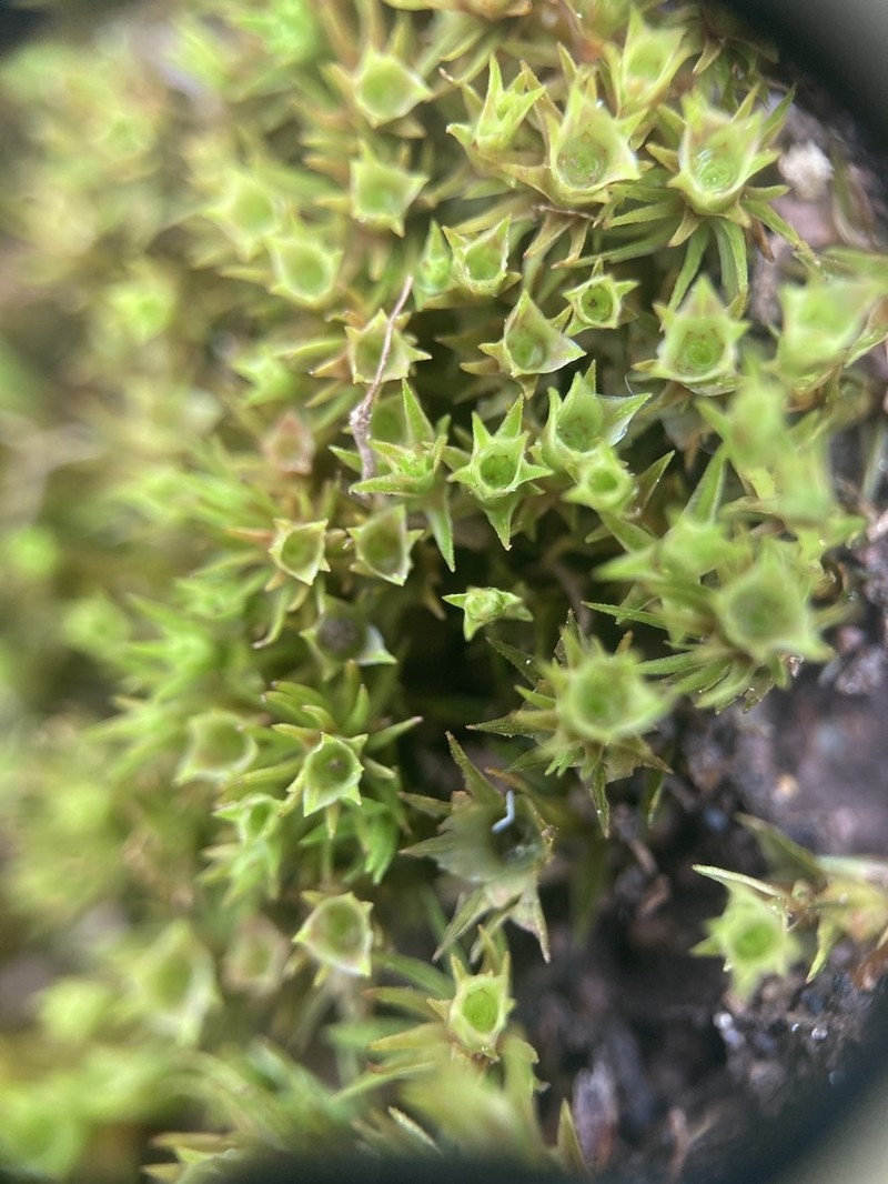 Atrichum Moss photo 6