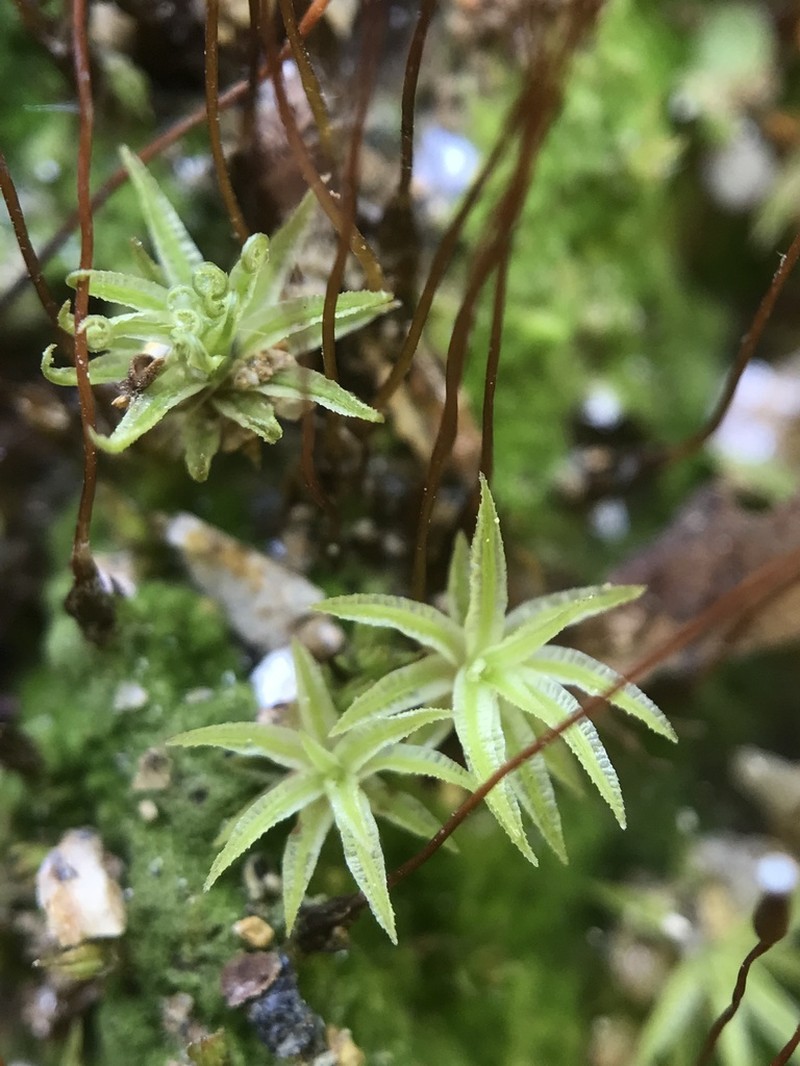 Atrichum Moss photo 7