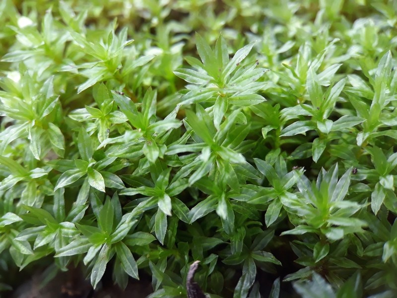 Atrichum Moss photo 2
