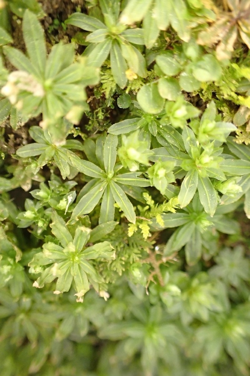 Atrichum Moss photo 3