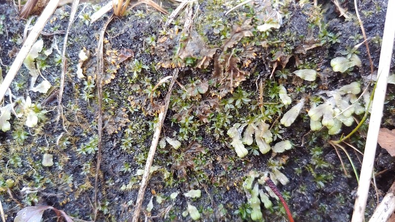 Atrichum Moss photo 4
