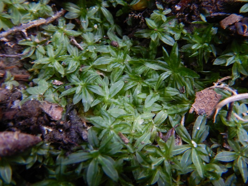 Atrichum Moss photo 5
