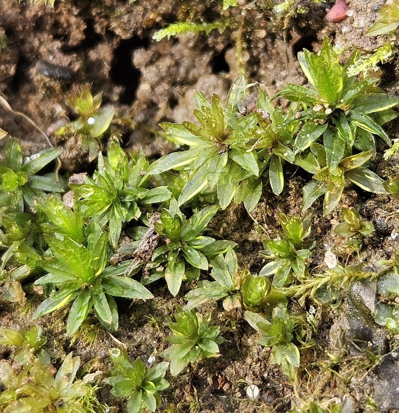 Atrichum Moss photo 6