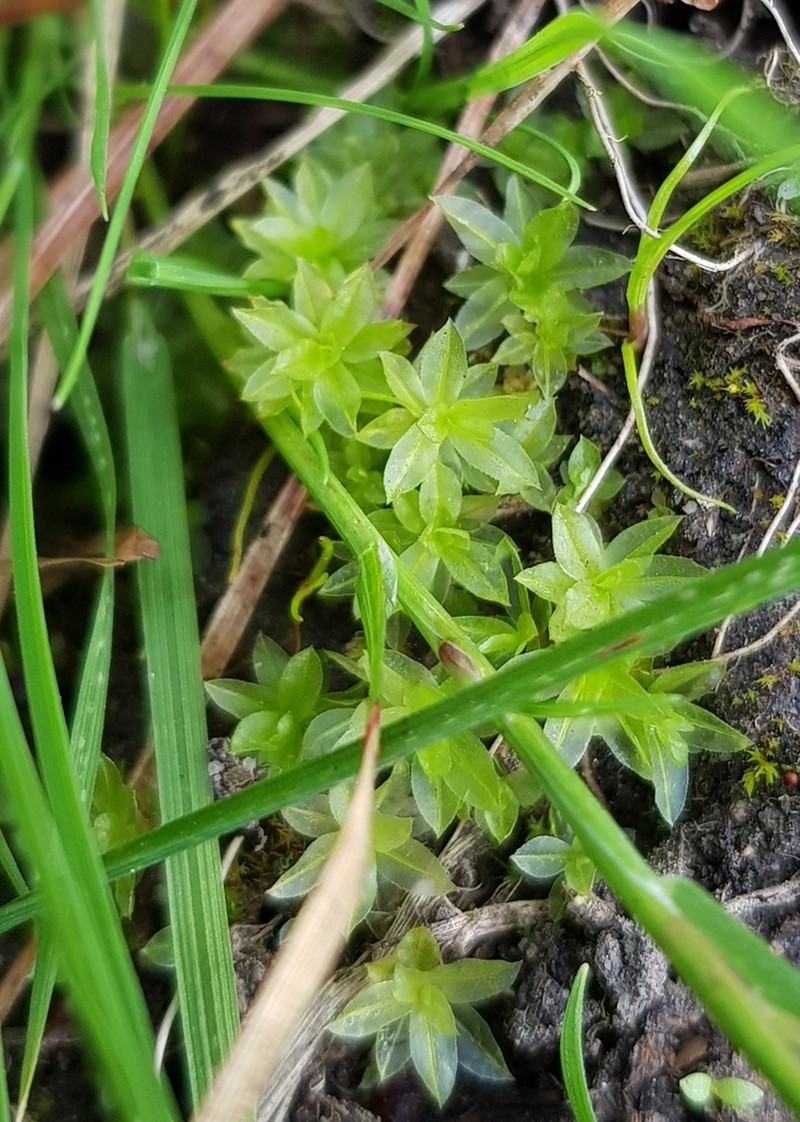 Atrichum Moss photo 7