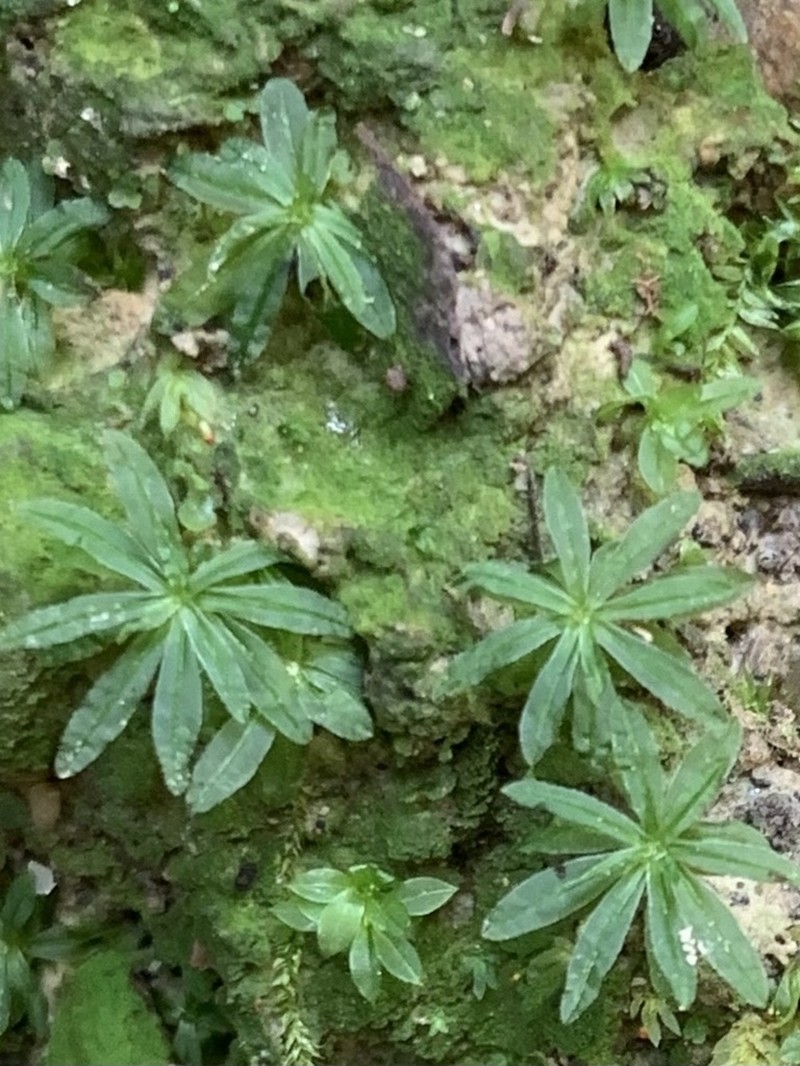 Atrichum Moss photo 8
