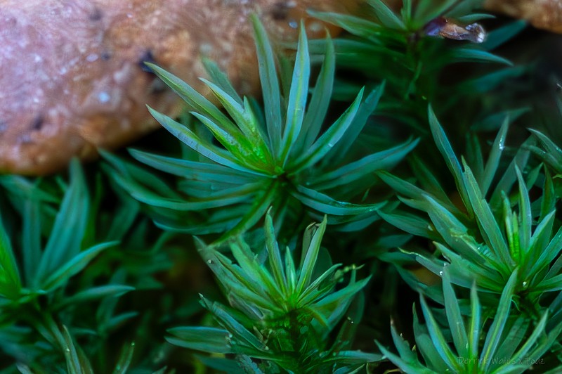 Cylindrical Atrichum Moss