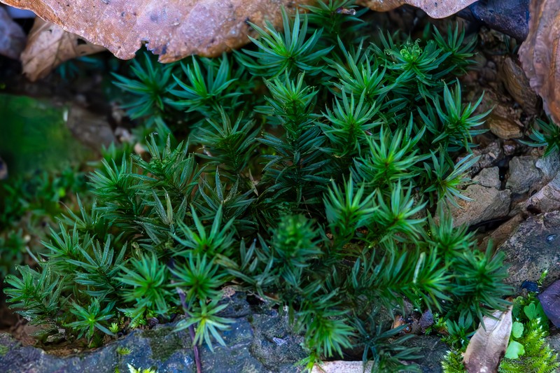 Cylindrical Atrichum Moss photo 2