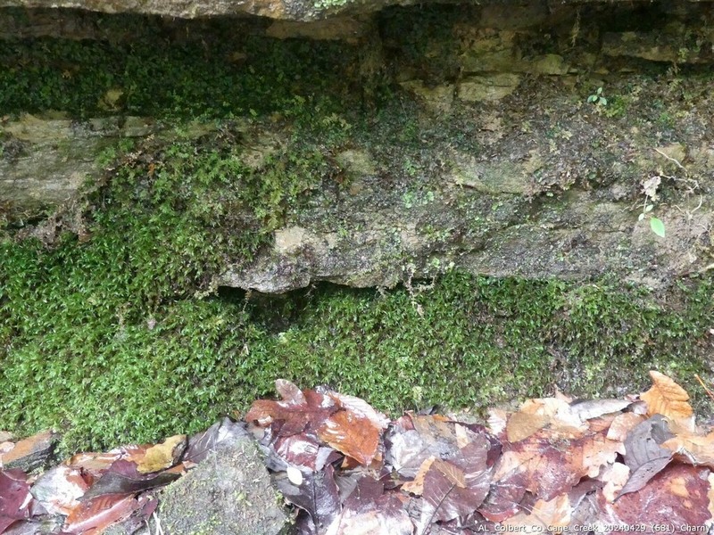 Cylindrical Atrichum Moss photo 3