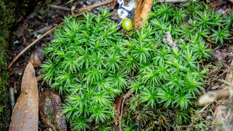 Cylindrical Atrichum Moss photo 4