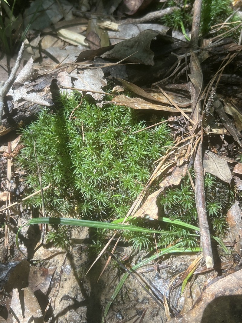 Cylindrical Atrichum Moss photo 5