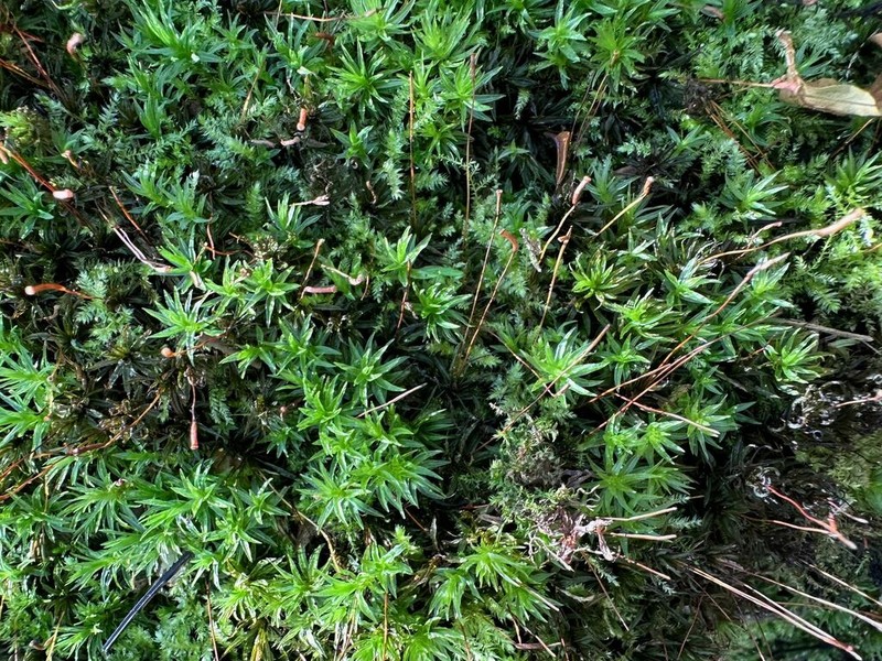 Cylindrical Atrichum Moss photo 6