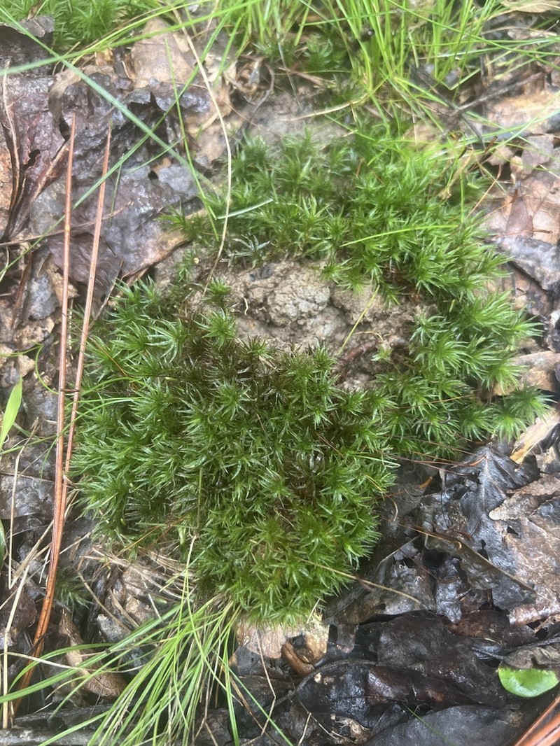 Cylindrical Atrichum Moss photo 7