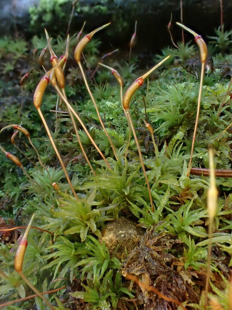 Haussknecht's Atrichum Moss