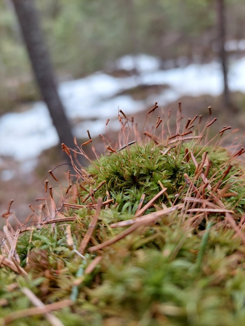 Haussknecht's Atrichum Moss photo 2
