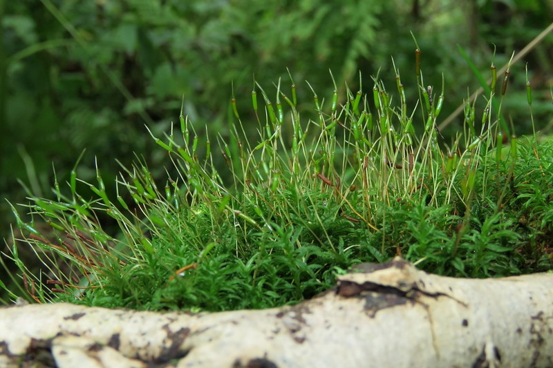 Haussknecht's Atrichum Moss photo 3