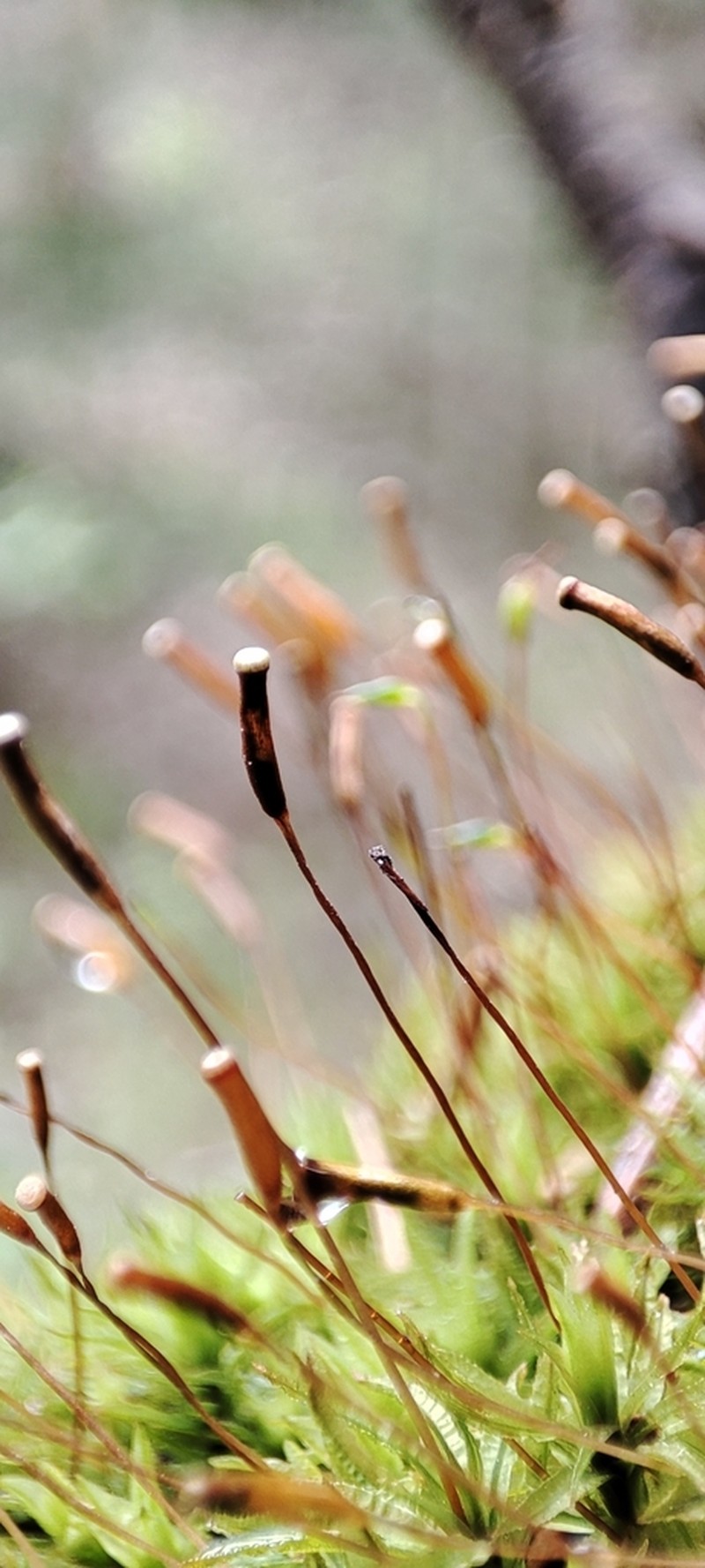 Haussknecht's Atrichum Moss photo 4