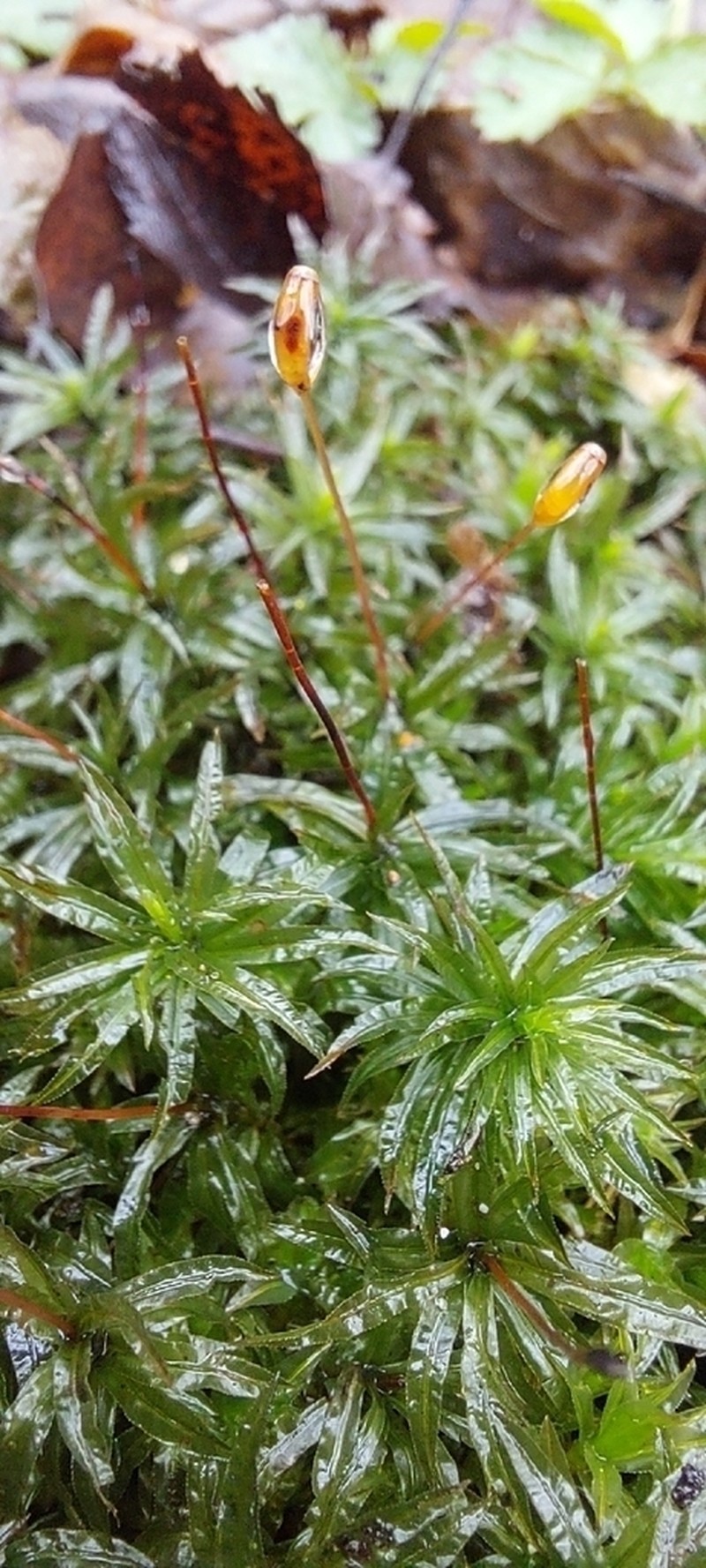 Haussknecht's Atrichum Moss photo 5