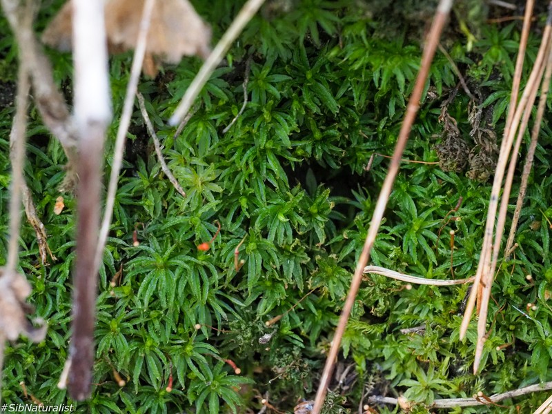 Haussknecht's Atrichum Moss photo 6
