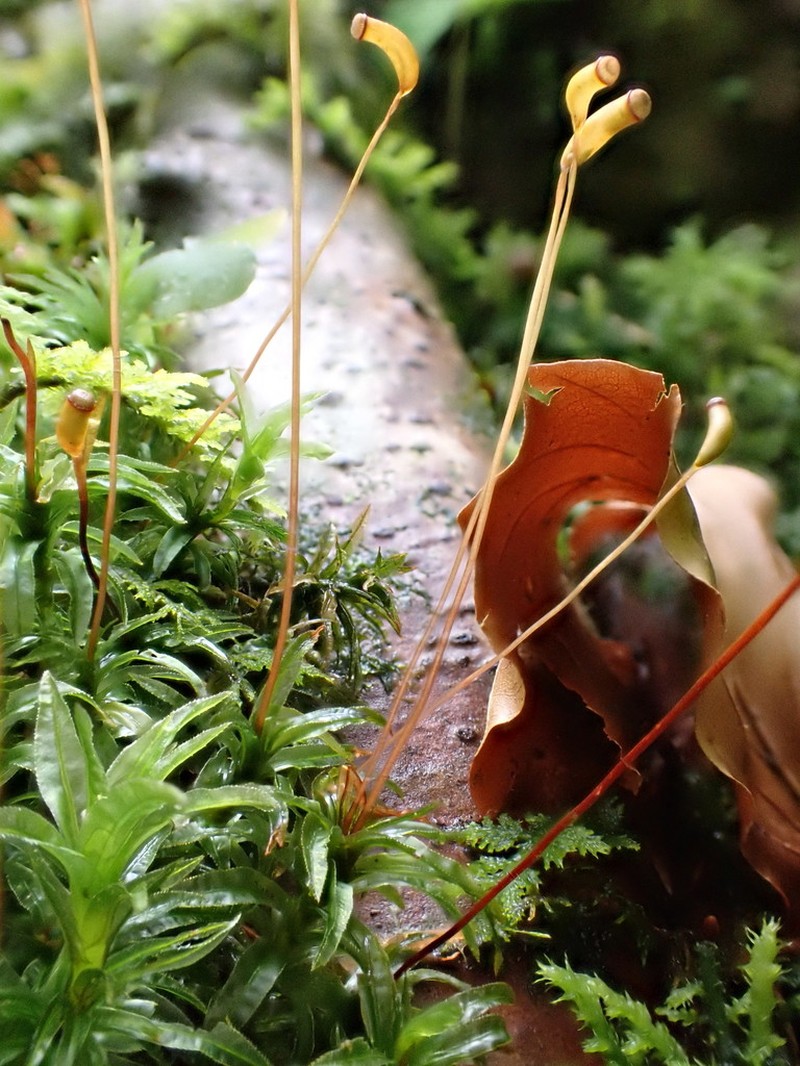 Haussknecht's Atrichum Moss photo 7