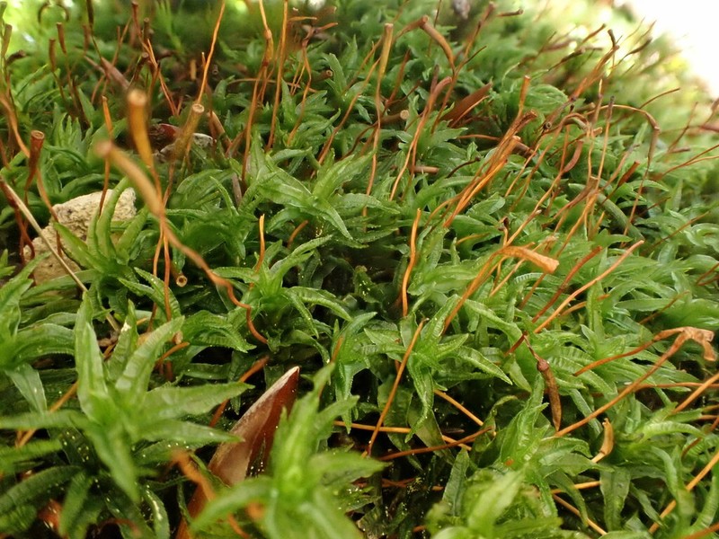 Haussknecht's Atrichum Moss photo 8