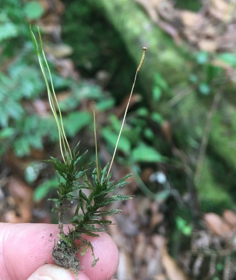Oersted's Atrichum Moss photo 2