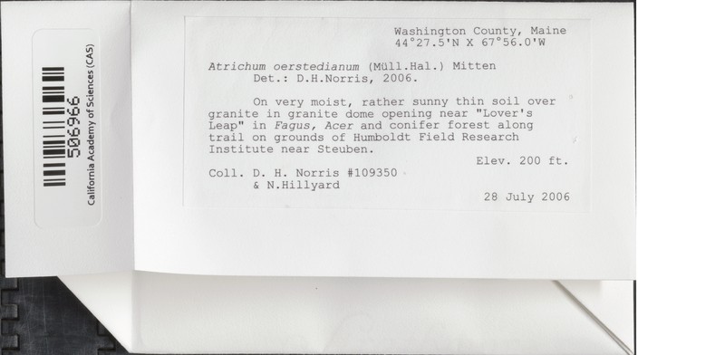 Oersted's Atrichum Moss photo 3