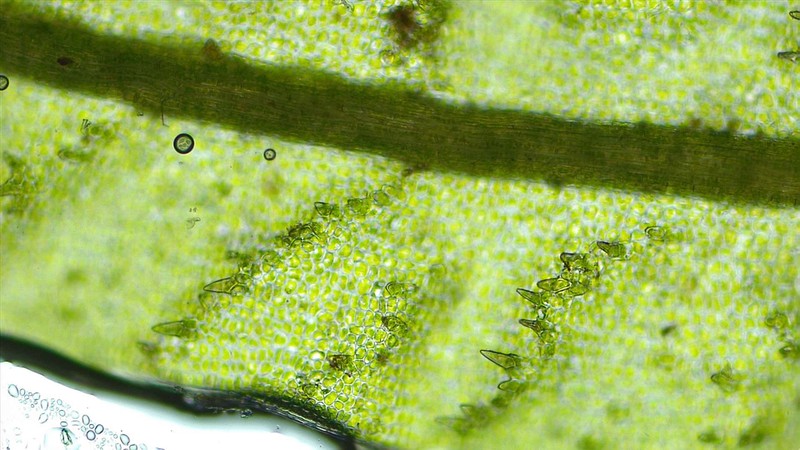 Selwyn's Atrichum Moss