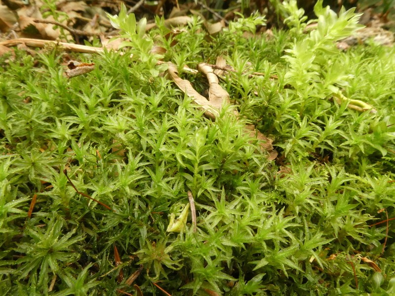 Selwyn's Atrichum Moss photo 2