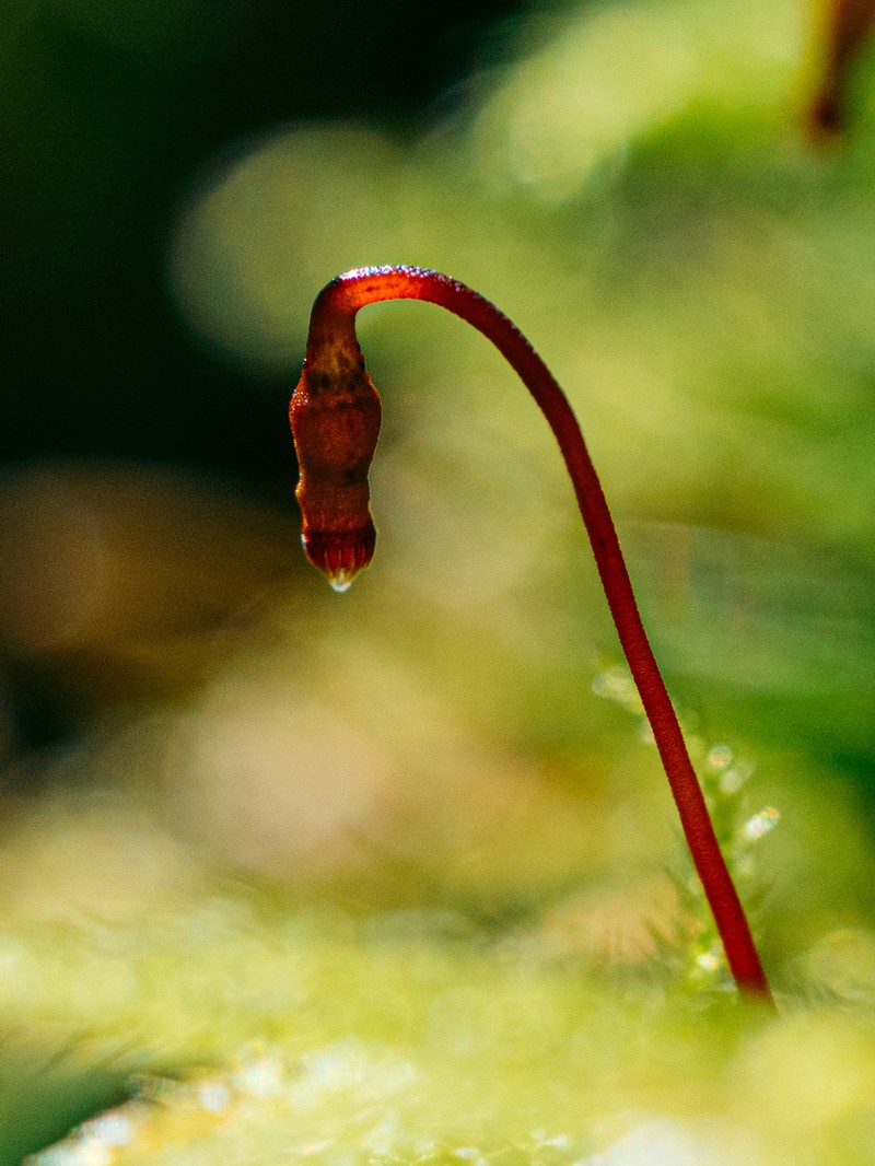 Selwyn's Atrichum Moss photo 3