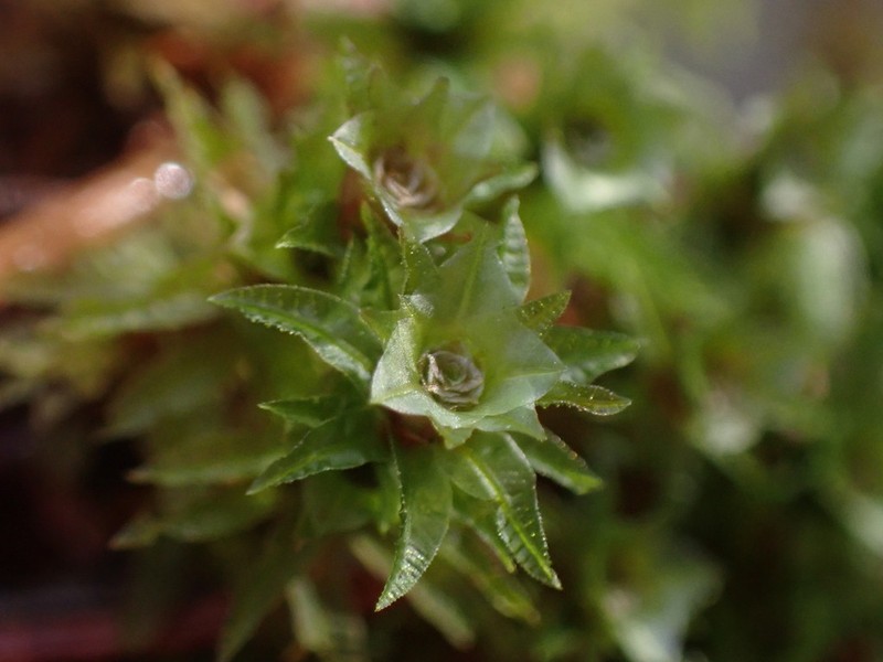 Selwyn's Atrichum Moss photo 4