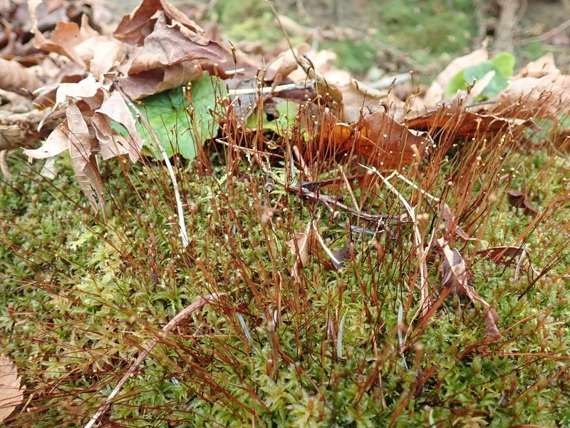 Selwyn's Atrichum Moss photo 5