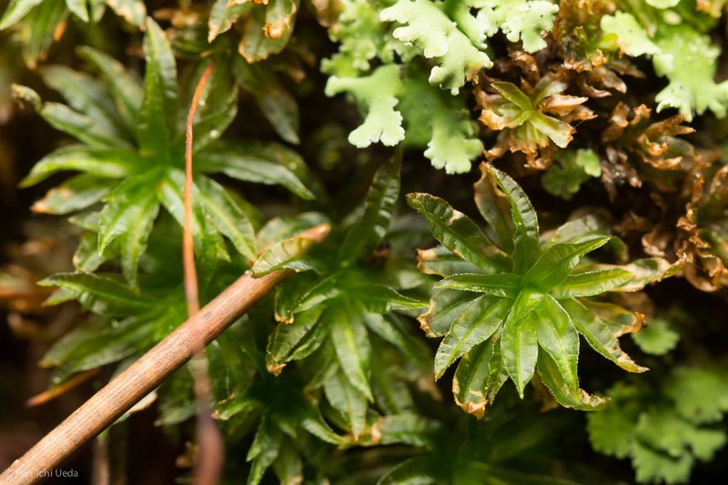 Selwyn's Atrichum Moss photo 6