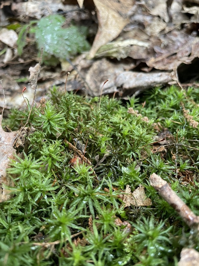 Selwyn's Atrichum Moss photo 7