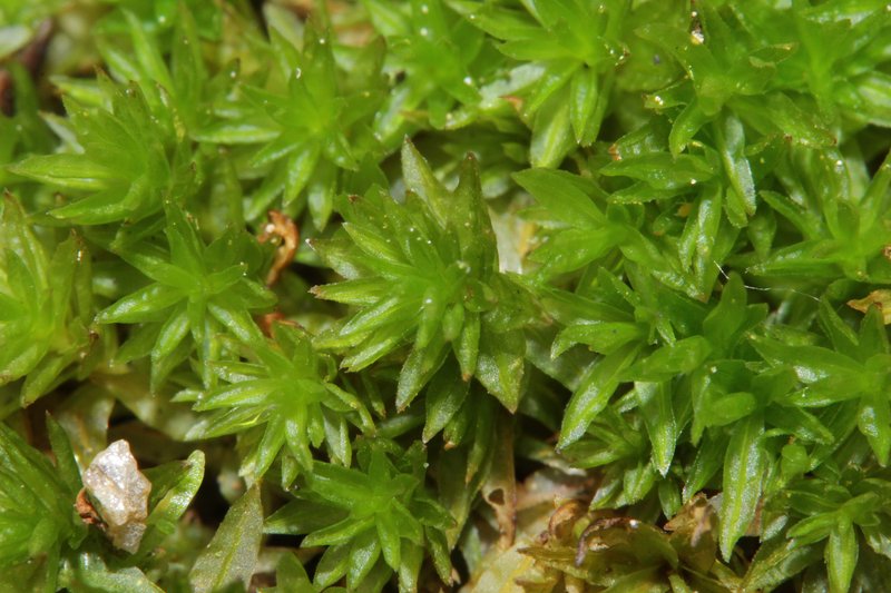 Atrichum Moss