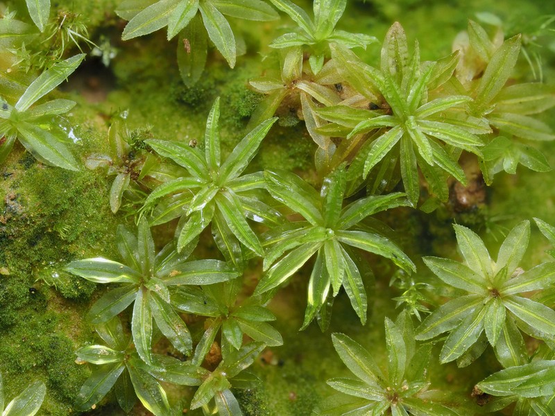 Atrichum Moss photo 2